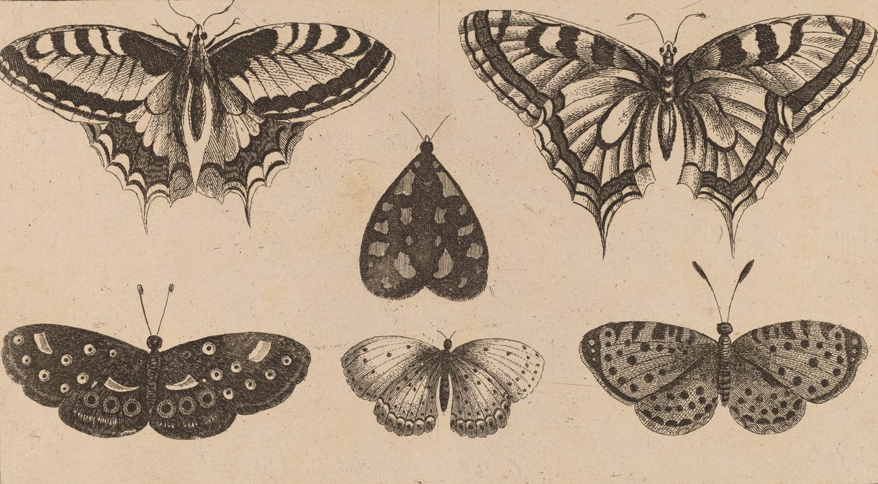 Viisi perhosta ja koi. tekijältä Wenceslaus Hollar