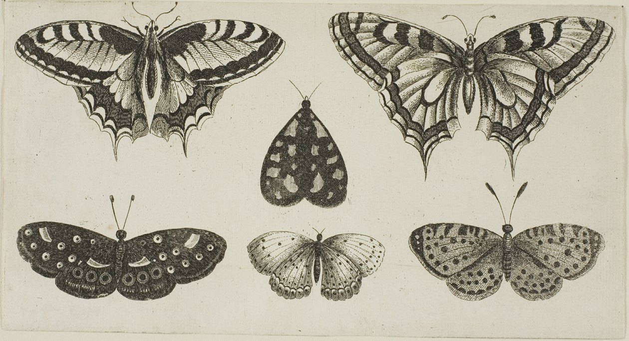 Viisi perhosta ja koi tekijältä Wenceslaus Hollar