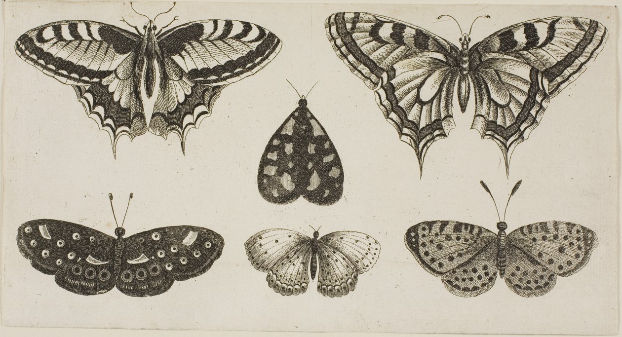 Viisi perhosta ja koi tekijältä Wenceslaus Hollar
