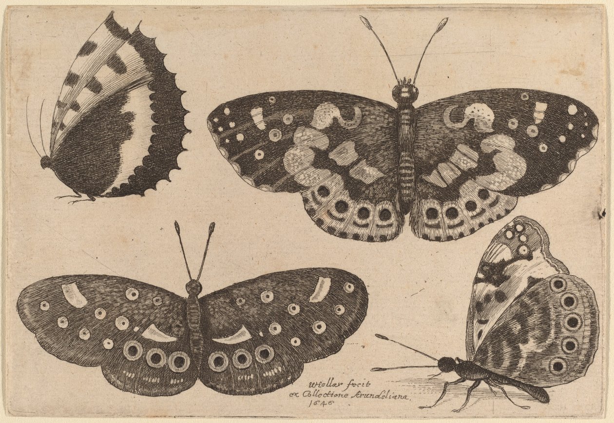 Neljä perhosta tekijältä Wenceslaus Hollar