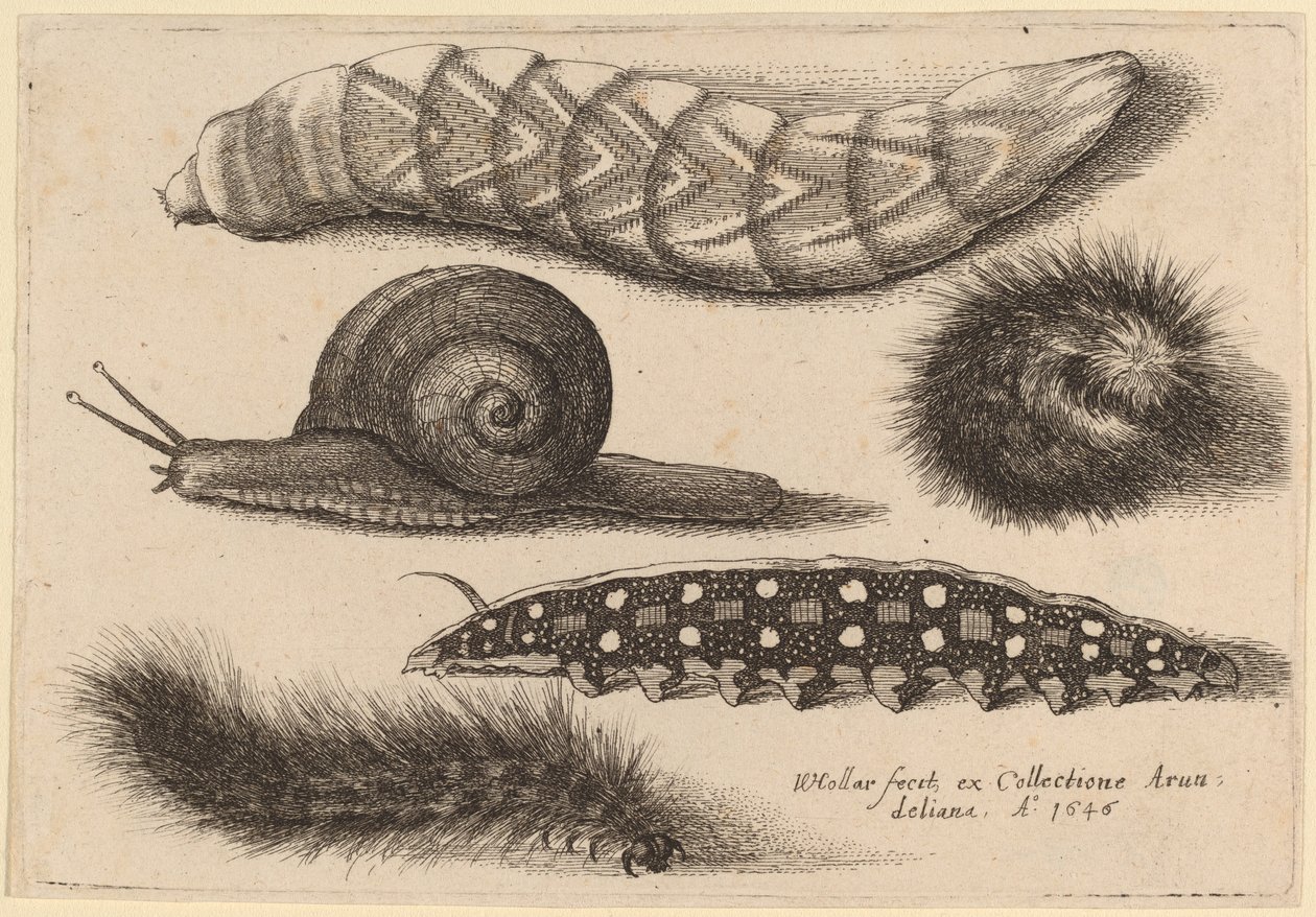 Neljä toukkaa ja etana tekijältä Wenceslaus Hollar
