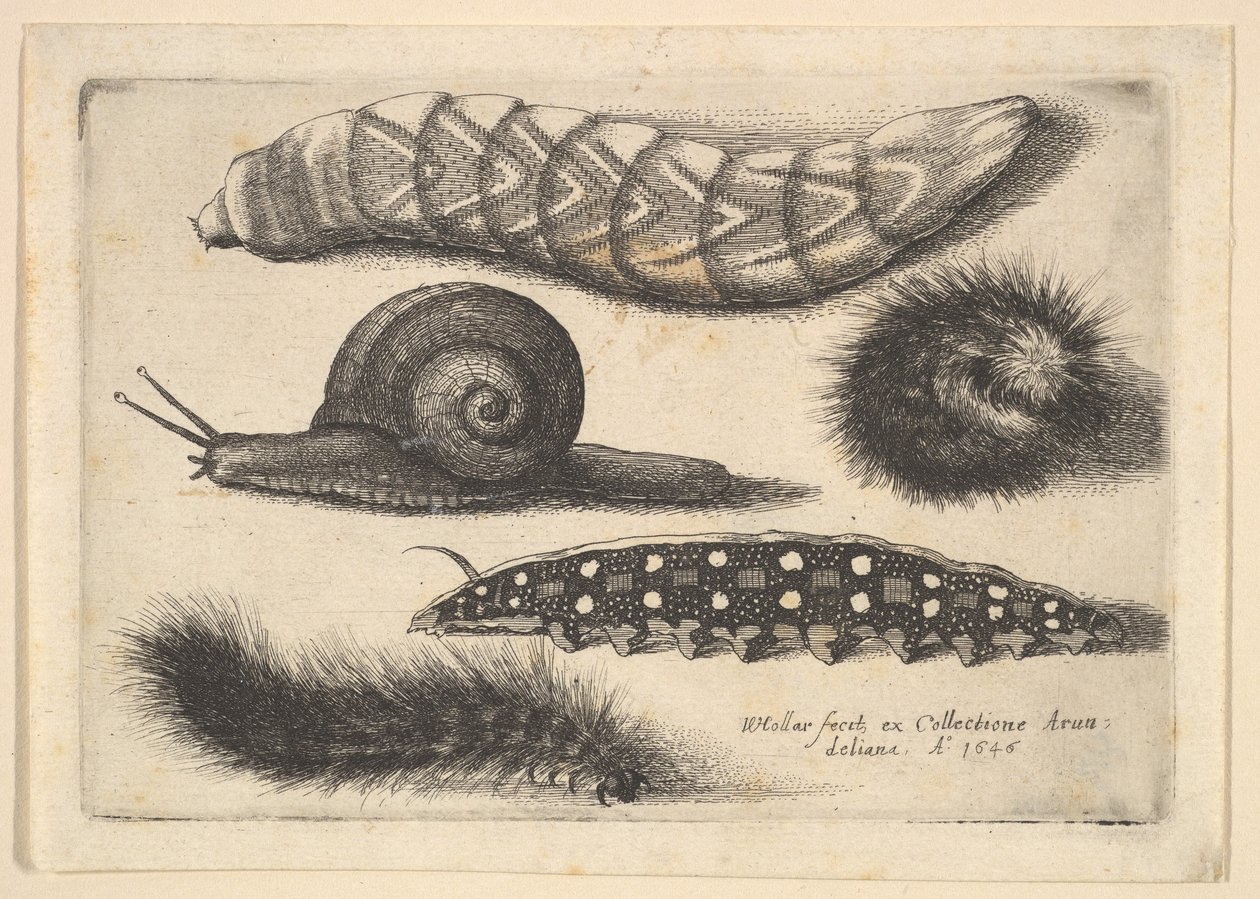 Neljä toukkaa ja etana, 1646. tekijältä Wenceslaus Hollar