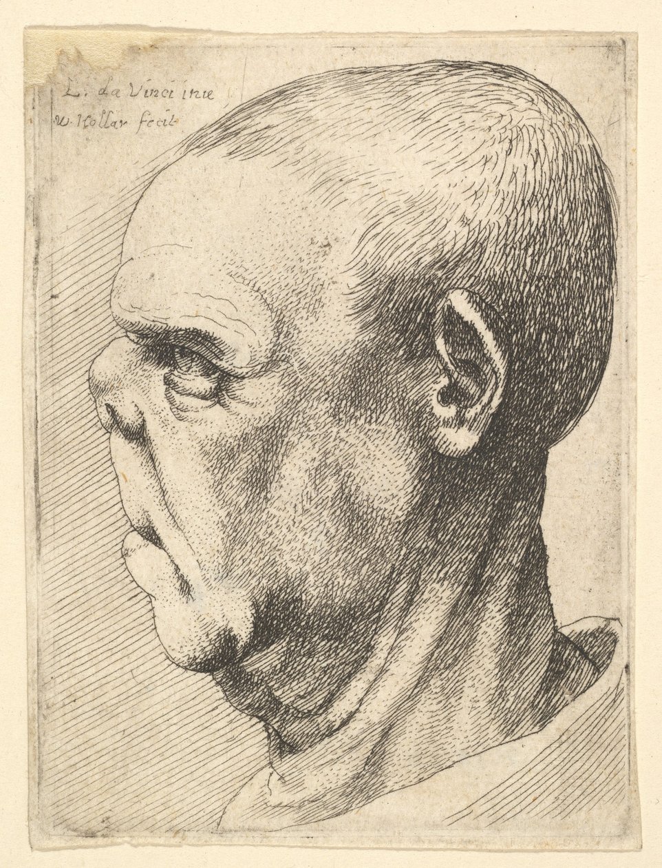 Groteski vanha mies, litistetty nenä profiilissa vasemmalle, 1625-77. tekijältä Wenceslaus Hollar