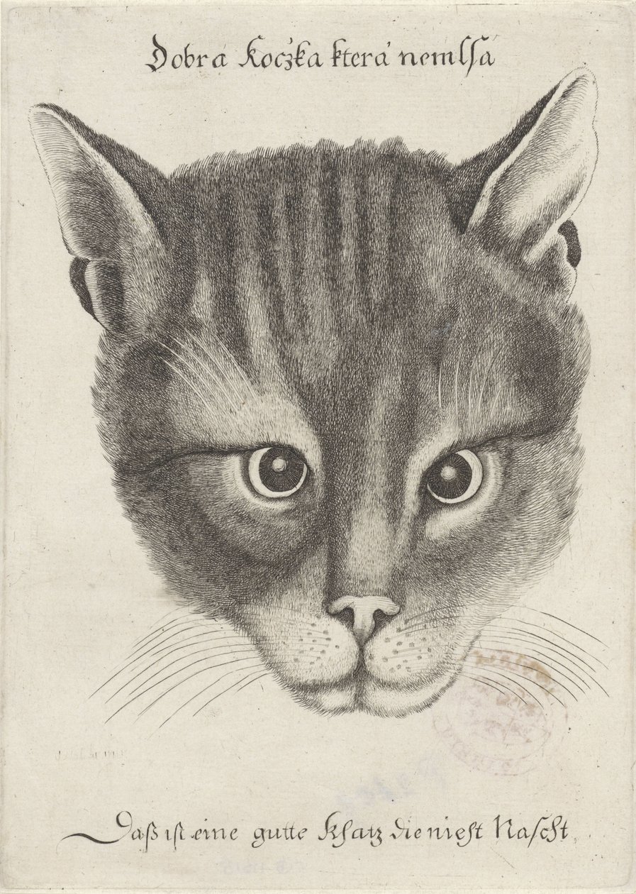 Kissan pää tekijältä Wenceslaus Hollar
