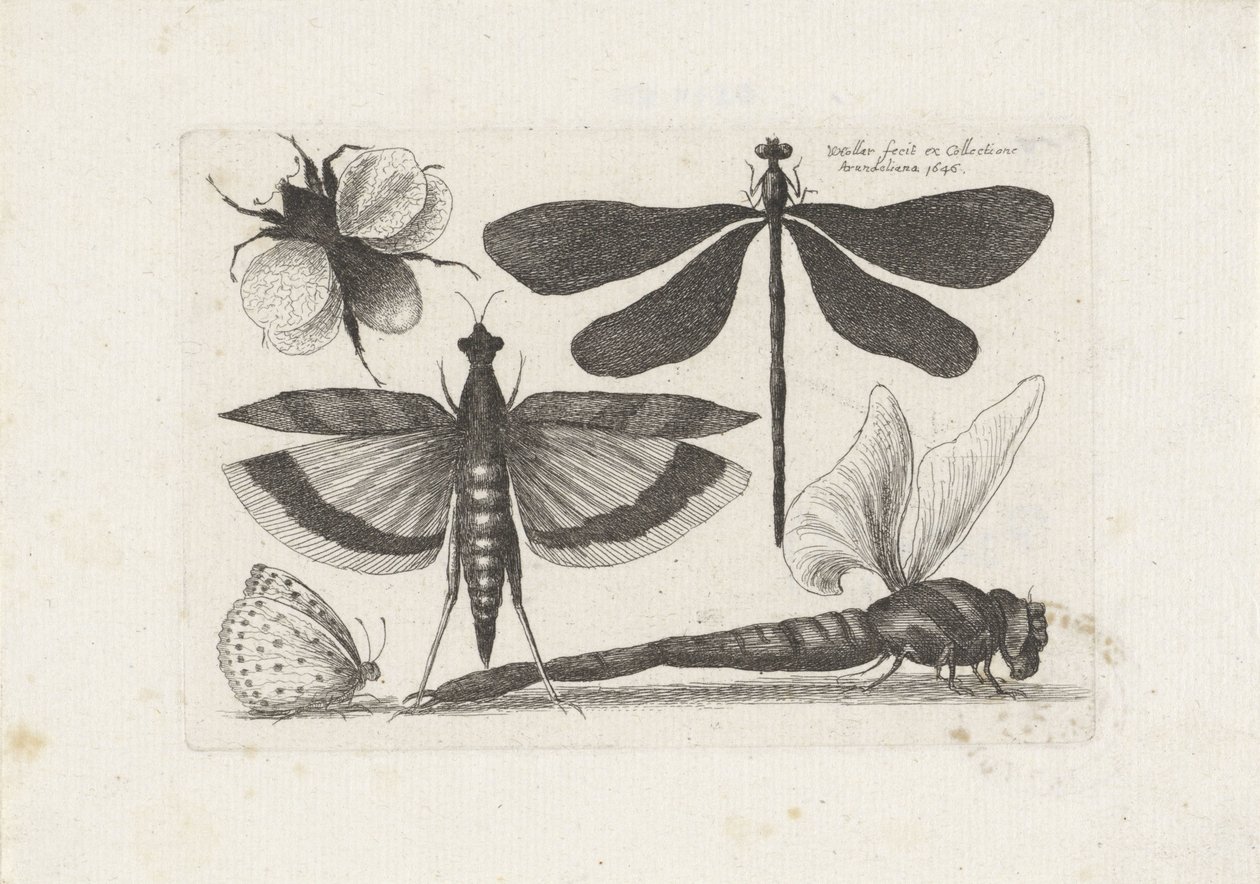 Sudenkorennot, perhonen ja kimalainen Hyönteiset (sarjan nimi) Muscarum Scarabeorum (sarjan nimi) tekijältä Wenceslaus Hollar