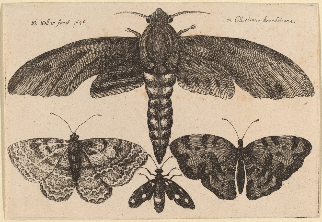 Koi ja kolme perhosta tekijältä Wenceslaus Hollar