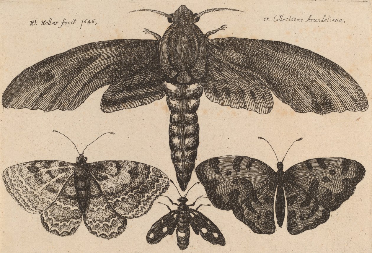 Koi ja kolme perhosta, 1646. tekijältä Wenceslaus Hollar