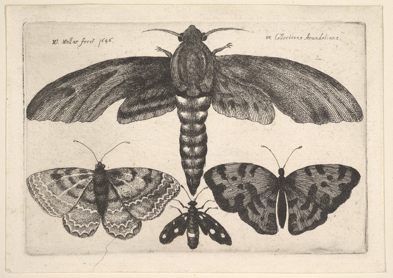 Koi ja kolme perhosta, 1646. tekijältä Wenceslaus Hollar