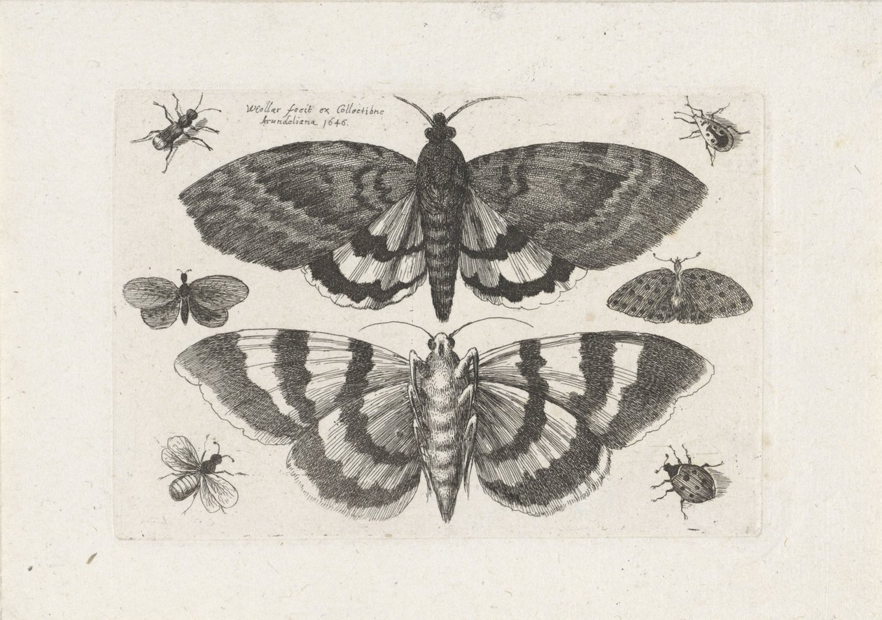 Motten en kleine insecten Insecten (series title) Muscarum Scarabeorum (series title) tekijältä Wenceslaus Hollar