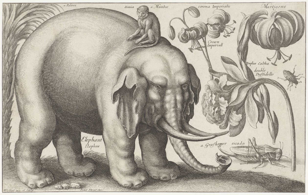 Elefantti, apina, kukat ja hyönteiset Kasvit ja eläimet (sarjan nimi) Animalium Ferarum (sarjan nimi esineessä) tekijältä Wenceslaus Hollar