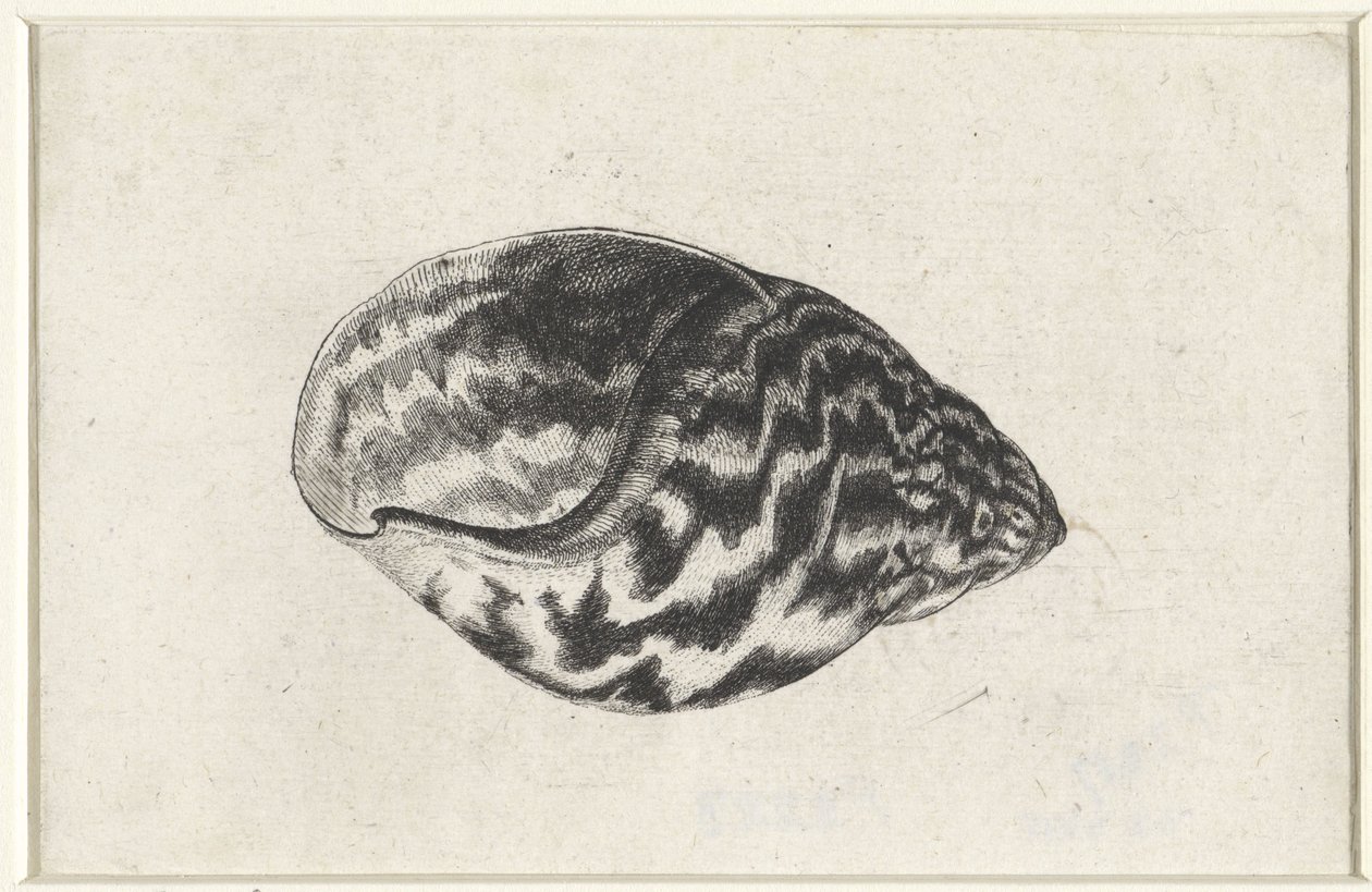 Kuori, achatina achatina Shells (sarjan nimi) tekijältä Wenceslaus Hollar
