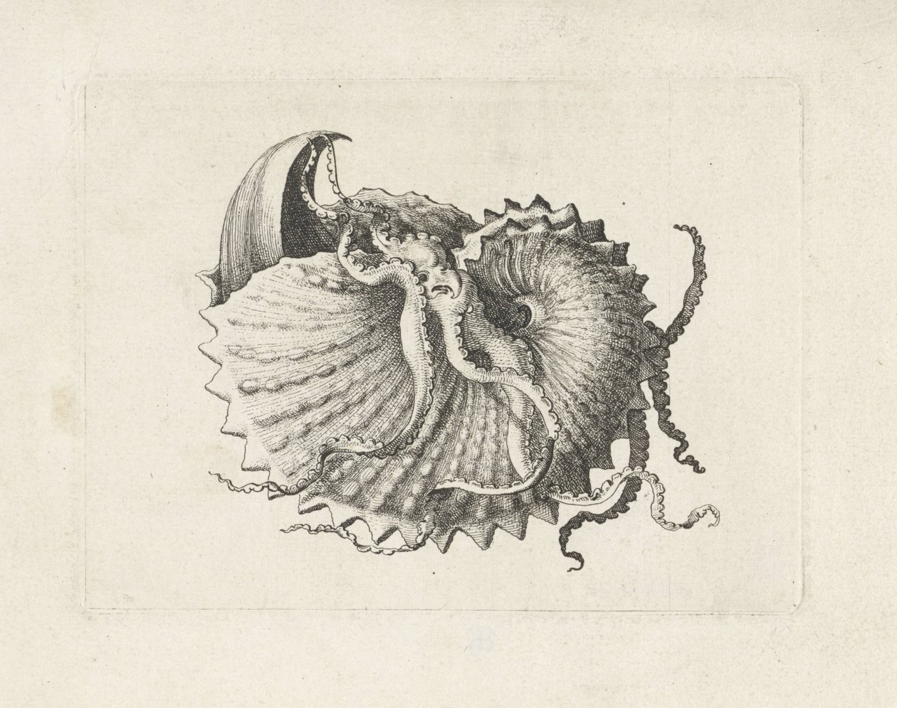 Kuori, argonauta nodosa Shells (sarjan nimi) tekijältä Wenceslaus Hollar