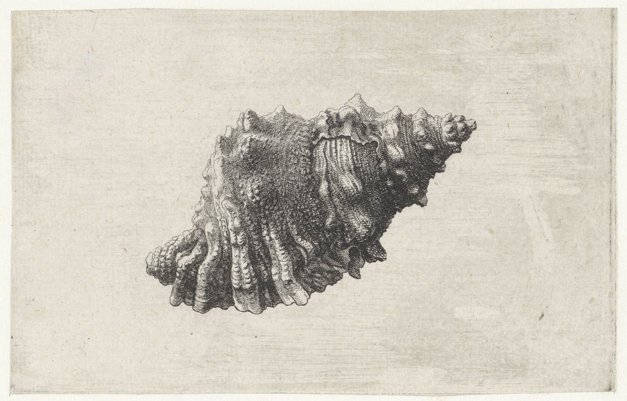 Kuori, bursa rubeta Shells (sarjan nimi) tekijältä Wenceslaus Hollar