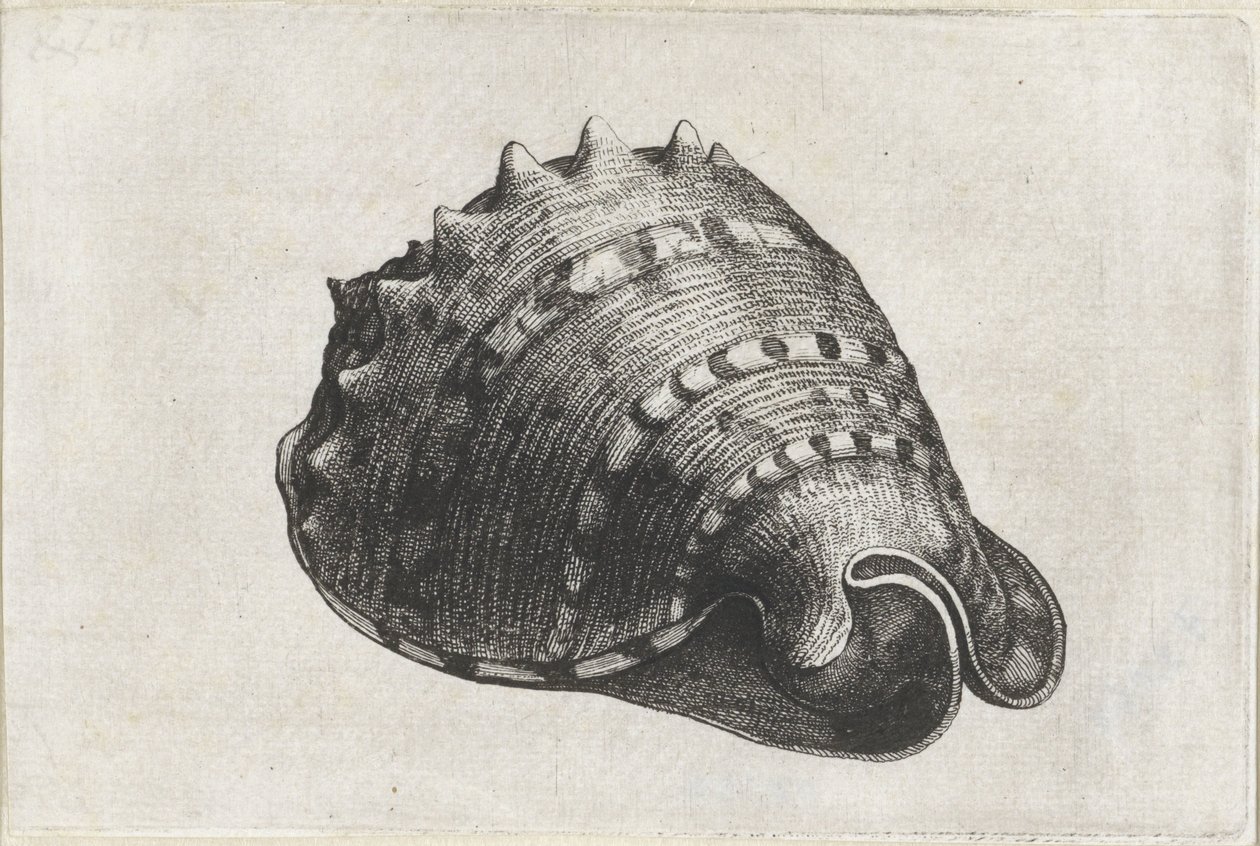 Kuori, cassis cornuta Shells (sarjan nimi) tekijältä Wenceslaus Hollar