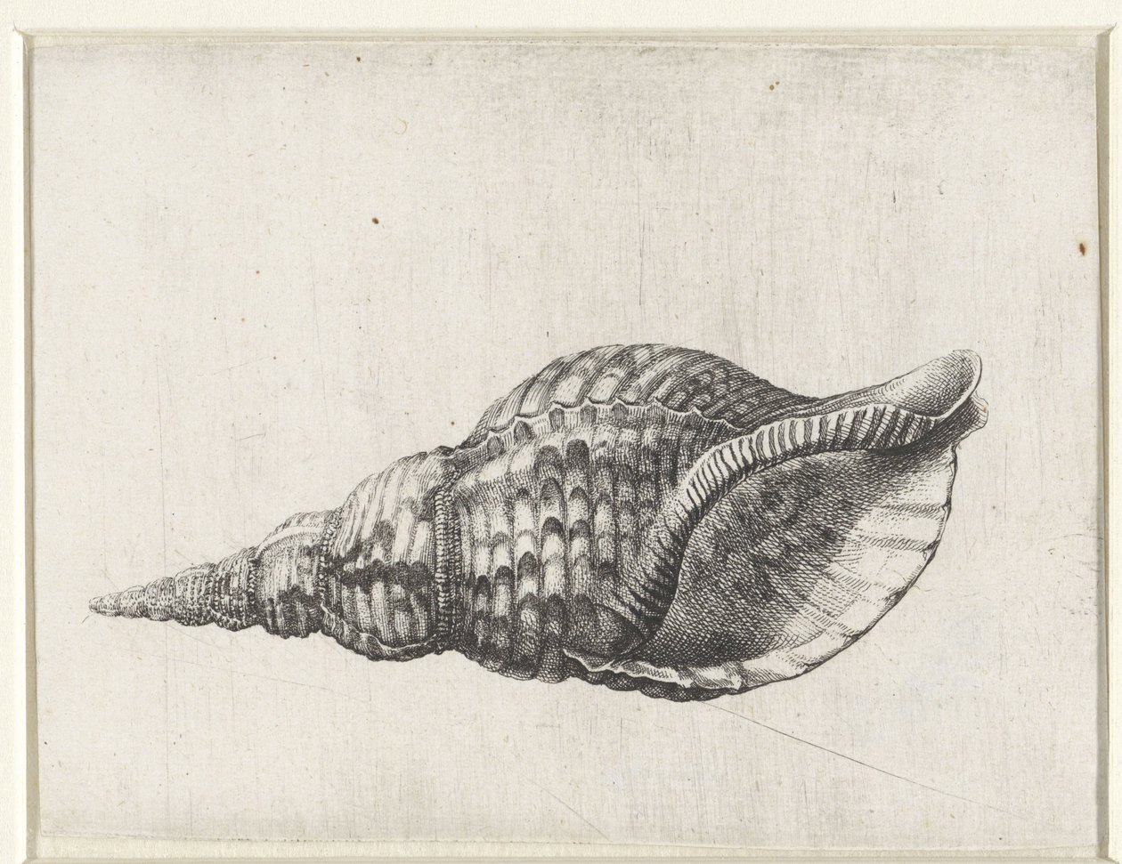 Kuori, charonia tritonis Shells (sarjan nimi) tekijältä Wenceslaus Hollar