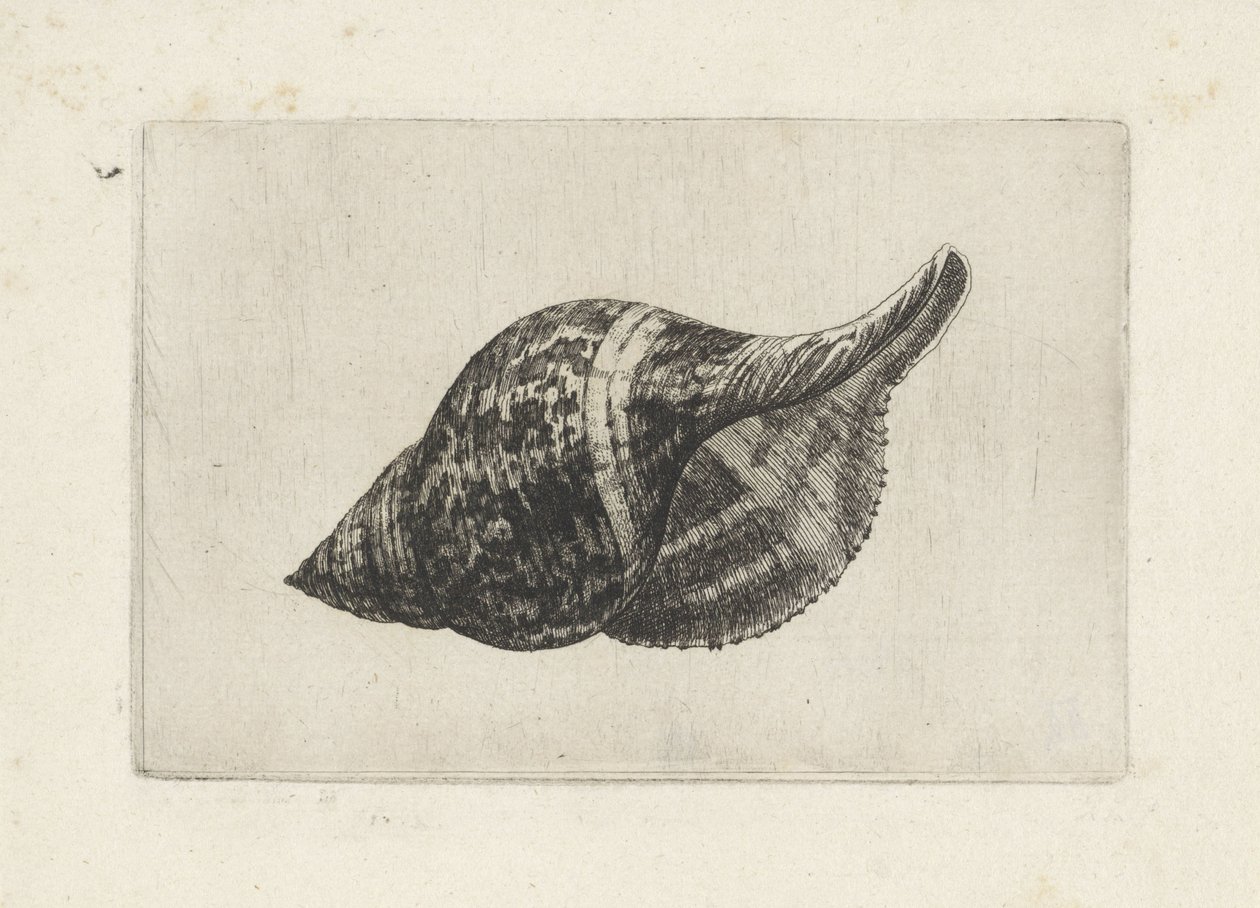 Kuori, fasciolaria tulipa Shells (sarjan nimi) tekijältä Wenceslaus Hollar