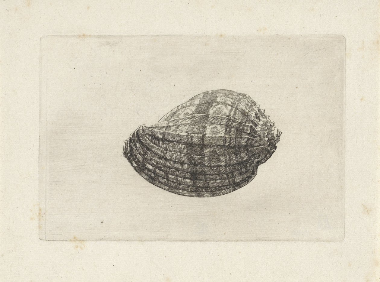 Shell, harpa-duuri Shells (sarjan nimi) tekijältä Wenceslaus Hollar
