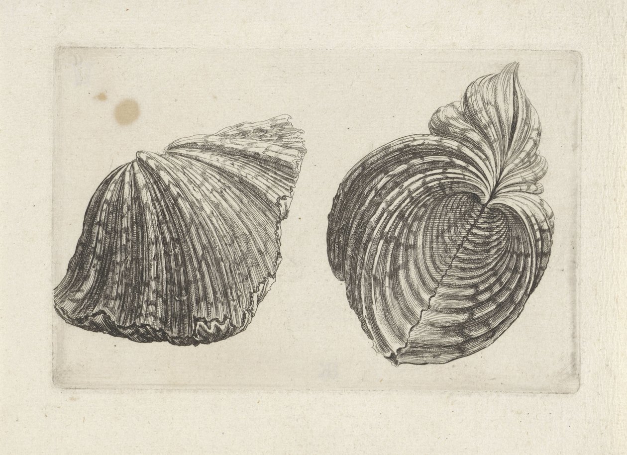 Kuori, virtahepo virtahepo Shells (sarjan nimi) tekijältä Wenceslaus Hollar