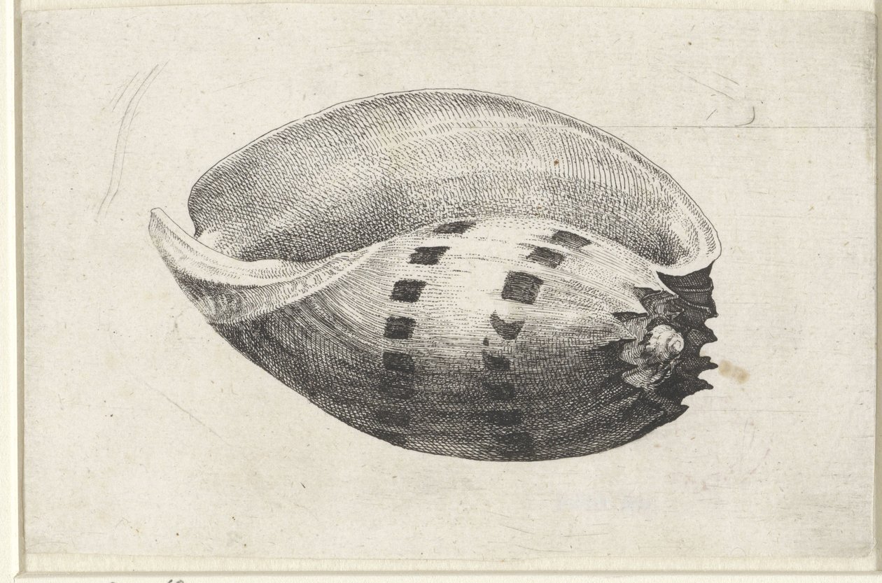 Kuori, melo amfora Shells (sarjan nimi) tekijältä Wenceslaus Hollar