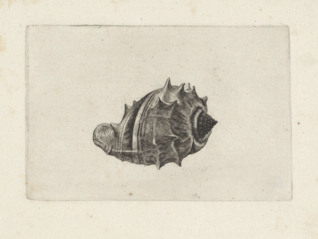 Kuori, melongena melongena Shells (sarjan nimi) tekijältä Wenceslaus Hollar