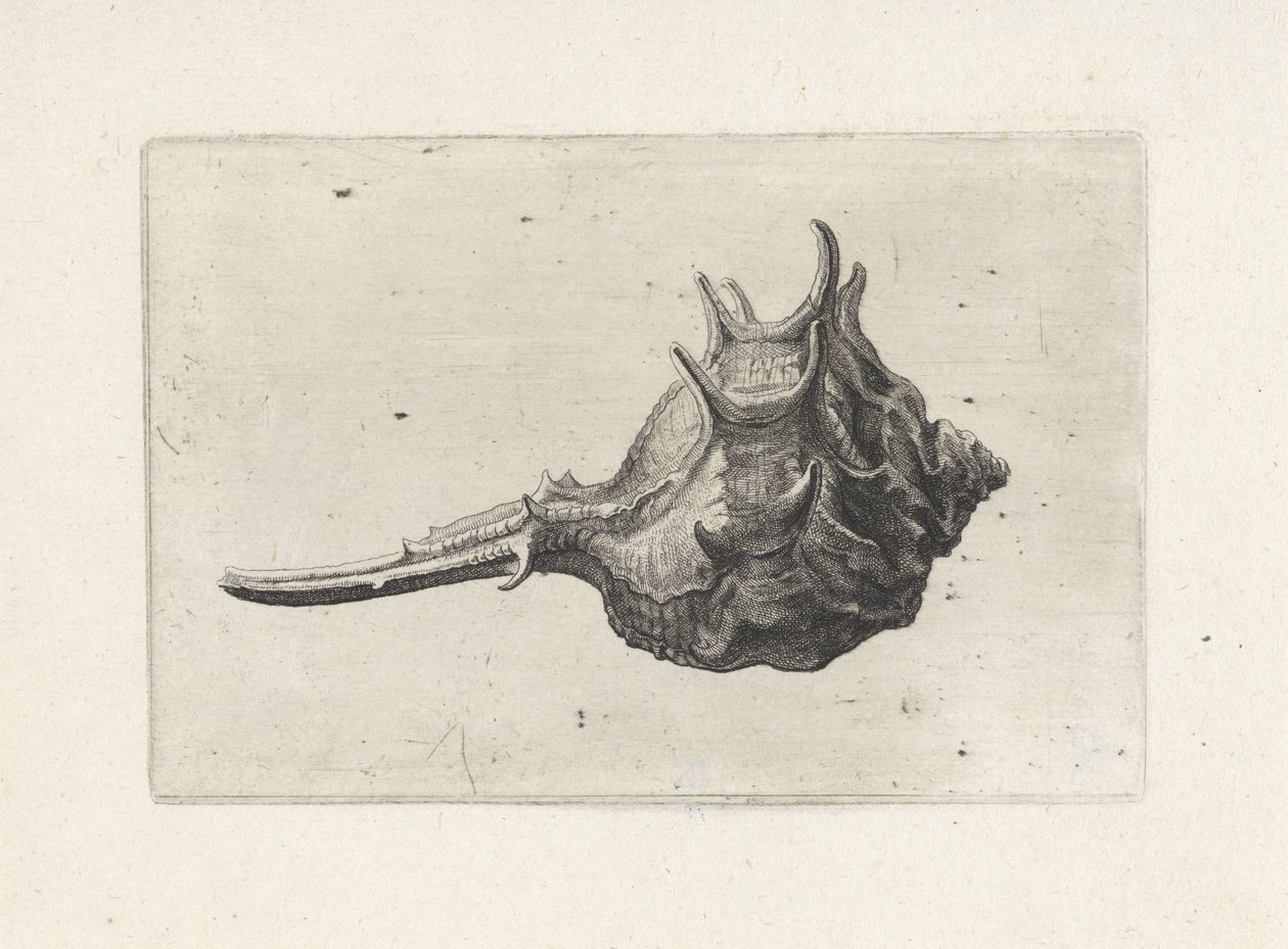 Kuori, murex brevispina Shells (sarjan nimi) tekijältä Wenceslaus Hollar
