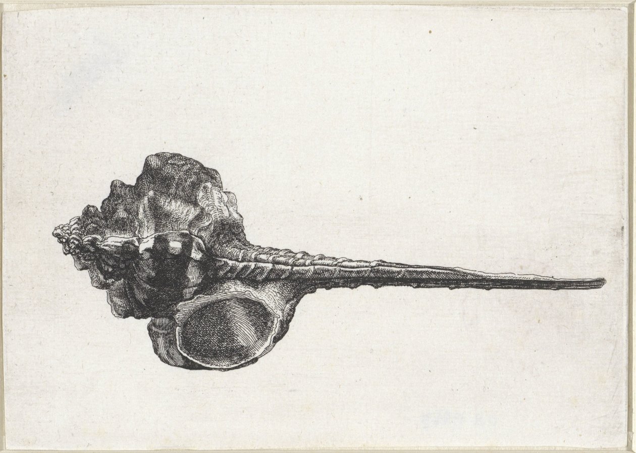 Kuori, murex haustellum Shells (sarjan nimi) tekijältä Wenceslaus Hollar