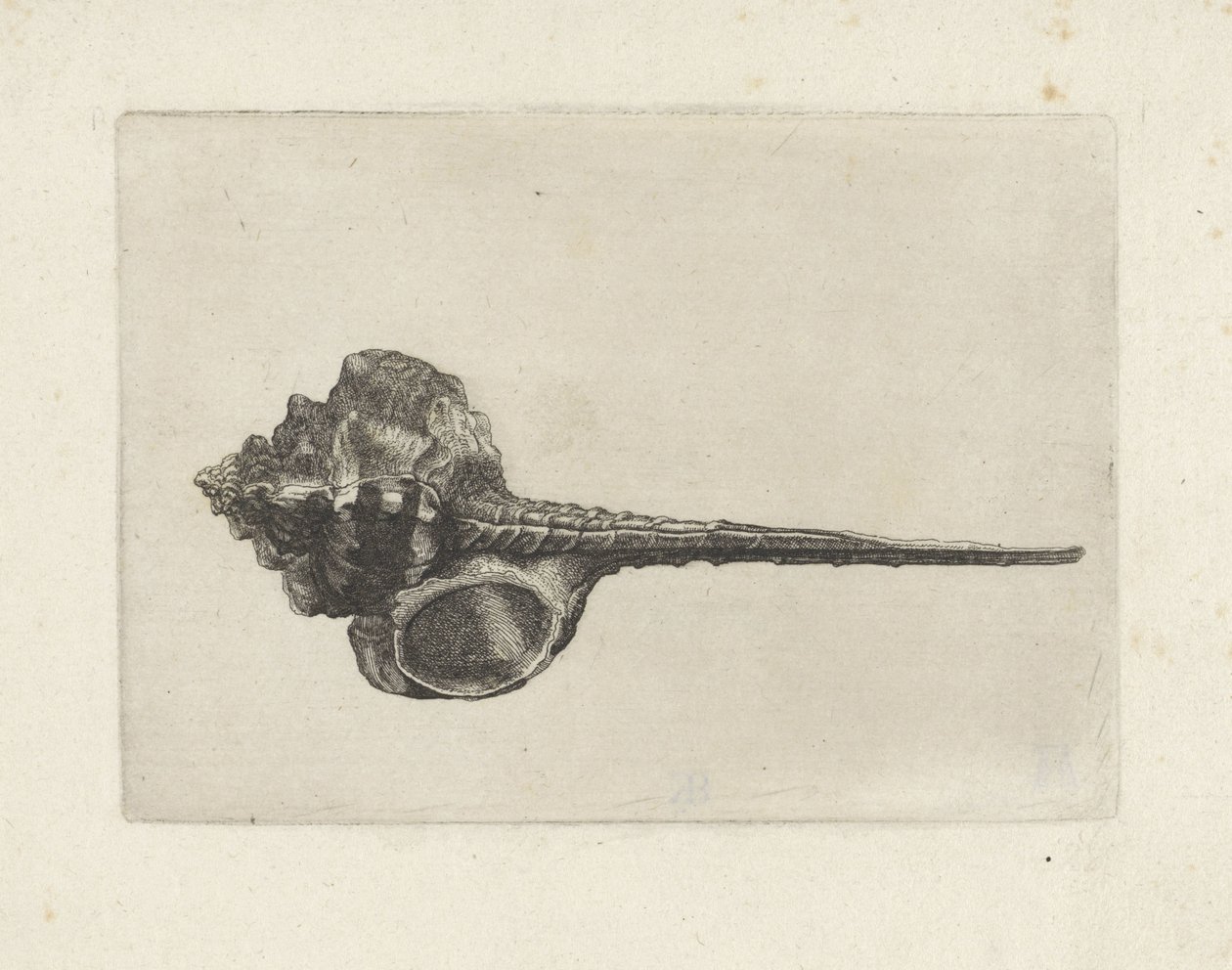 Kuori, murex haustellum Shells (sarjan nimi) tekijältä Wenceslaus Hollar