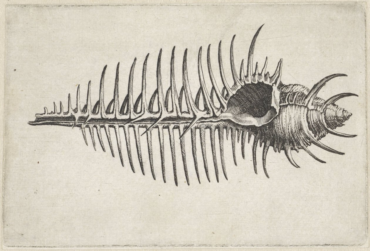 Kuori, murex pecten Shells (sarjan nimi) tekijältä Wenceslaus Hollar