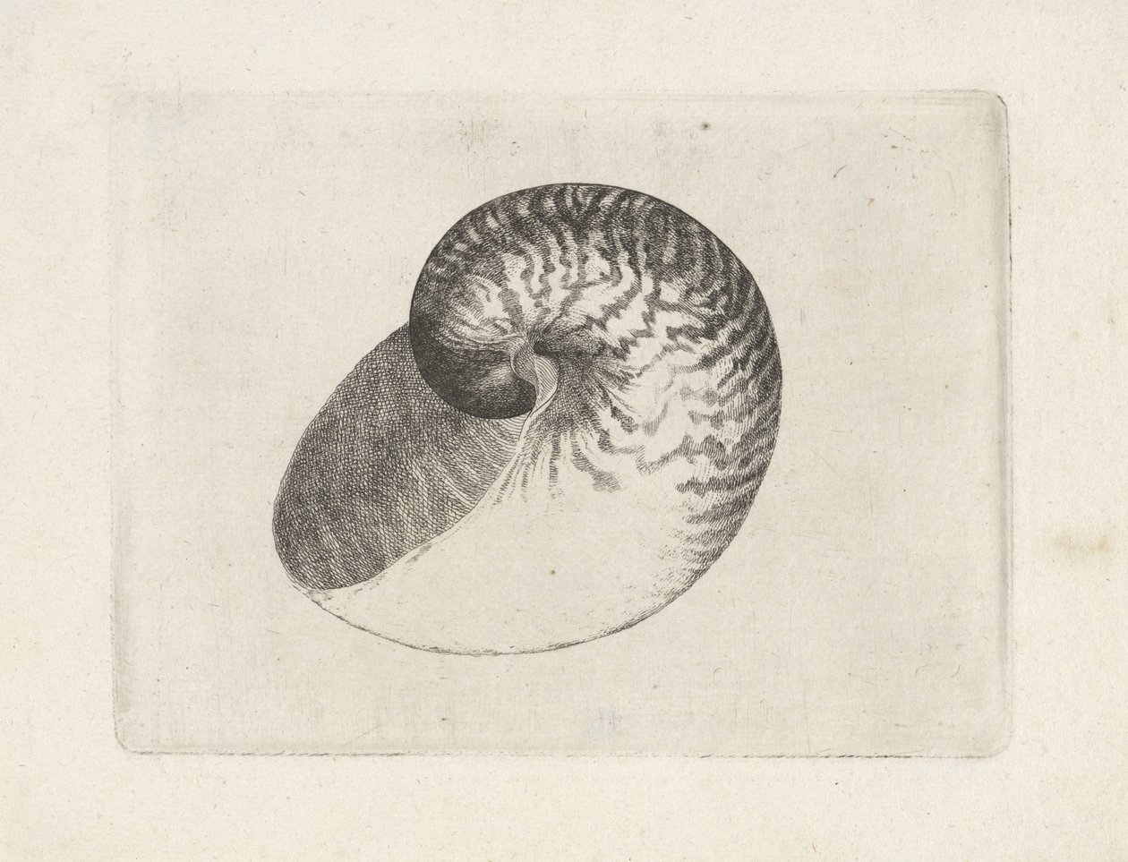 Kuori, nautilus pompilius Shells (sarjan nimi) tekijältä Wenceslaus Hollar
