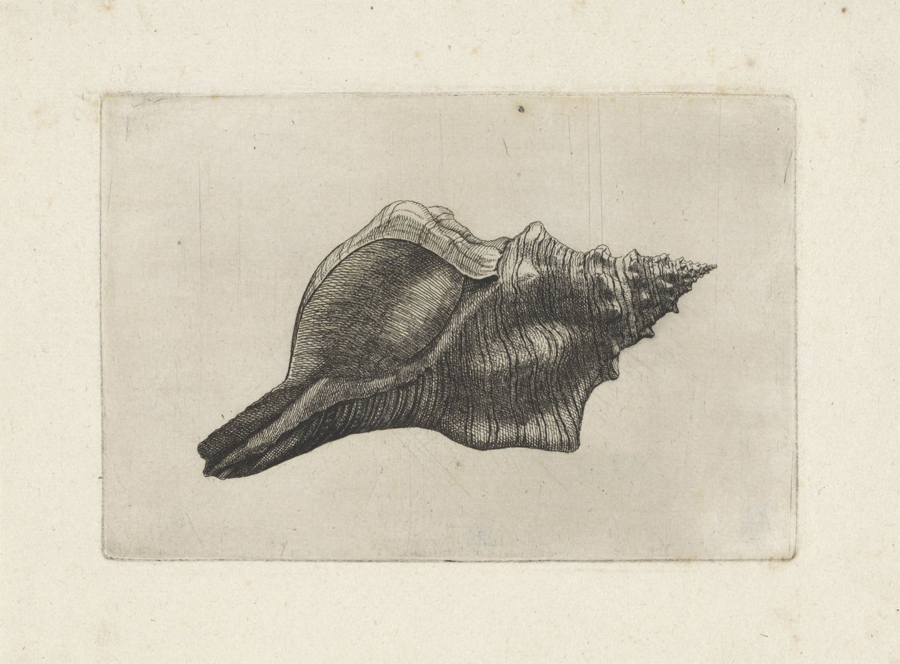 Kuori, pleuroploca trapetsium Shells (sarjan nimi) tekijältä Wenceslaus Hollar