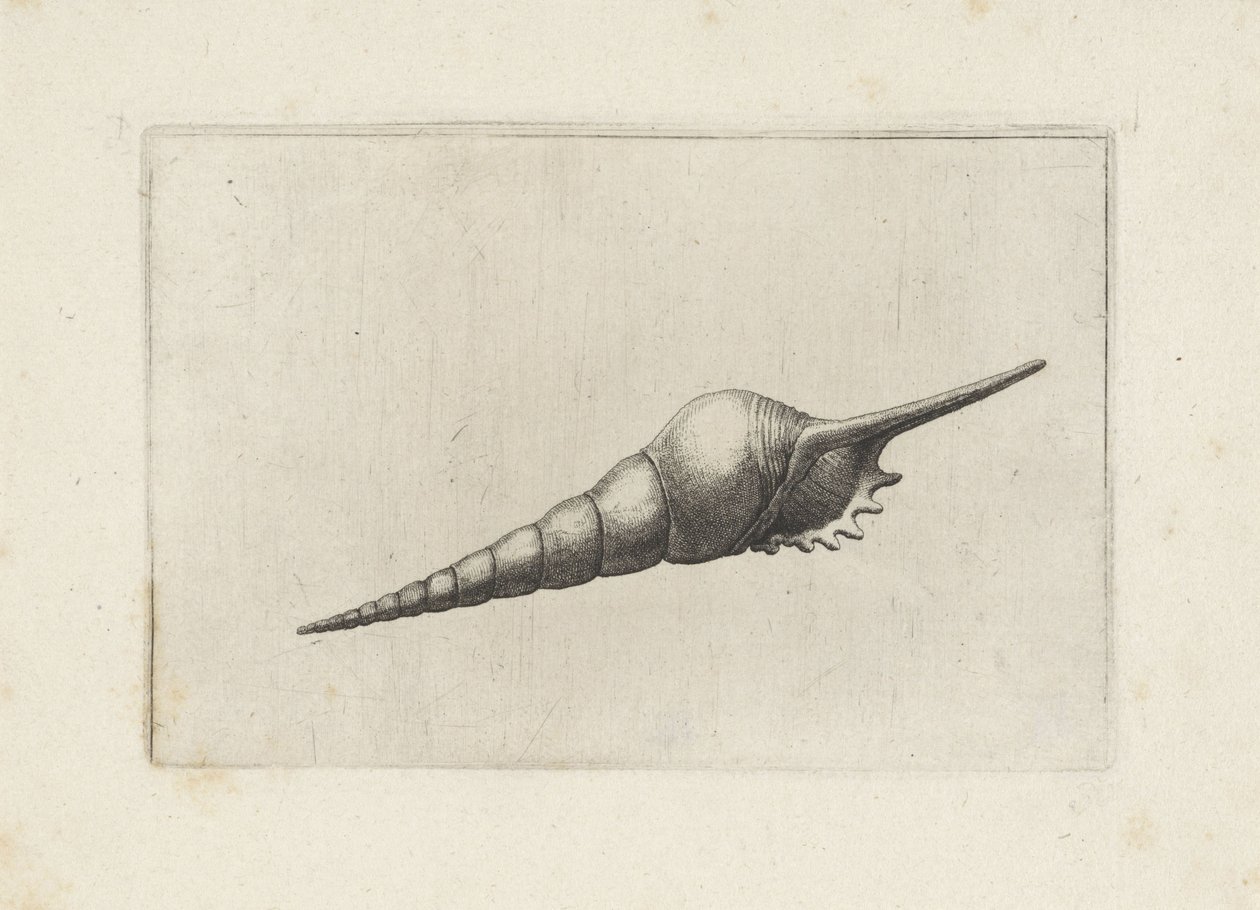 Schelp, huilu kara melanocheilus Schelpen (sarjan nimi) tekijältä Wenceslaus Hollar