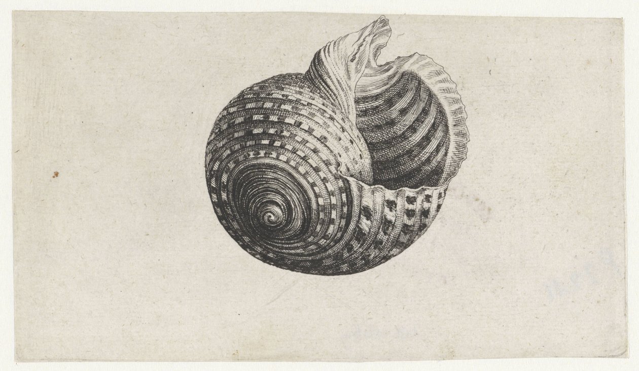 Kuori, tonna dolium Shells (sarjan nimi) tekijältä Wenceslaus Hollar