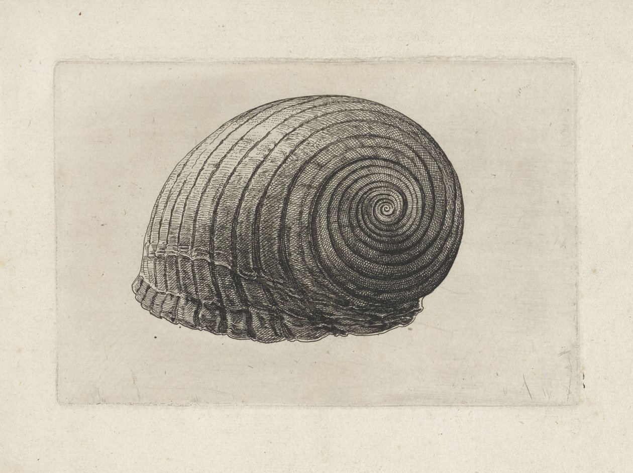 Kuori, tonna galea Shells (sarjan nimi) tekijältä Wenceslaus Hollar