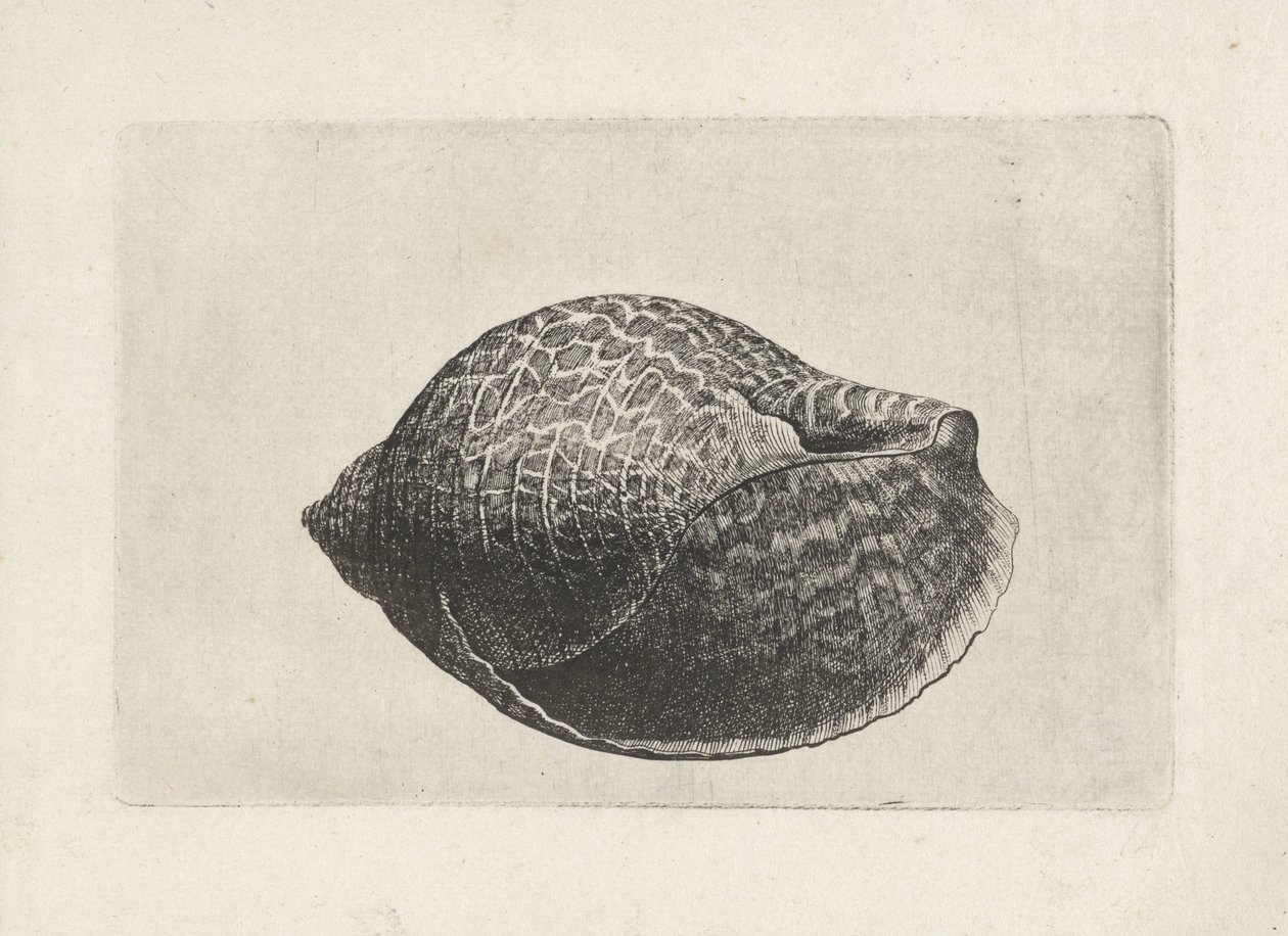 Kuori, tonna perdix Shells (sarjan nimi) tekijältä Wenceslaus Hollar