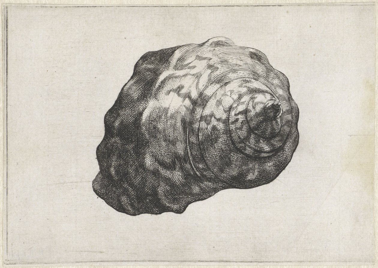 Shell, turbo sarmaticus Shells (sarjan nimi) tekijältä Wenceslaus Hollar