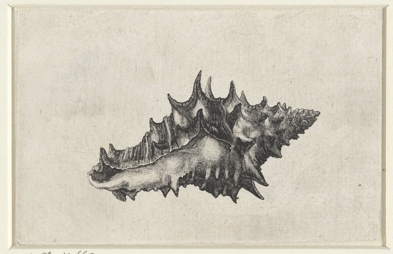 Kuori, vasum ceramicum Shells (sarjan nimi) tekijältä Wenceslaus Hollar