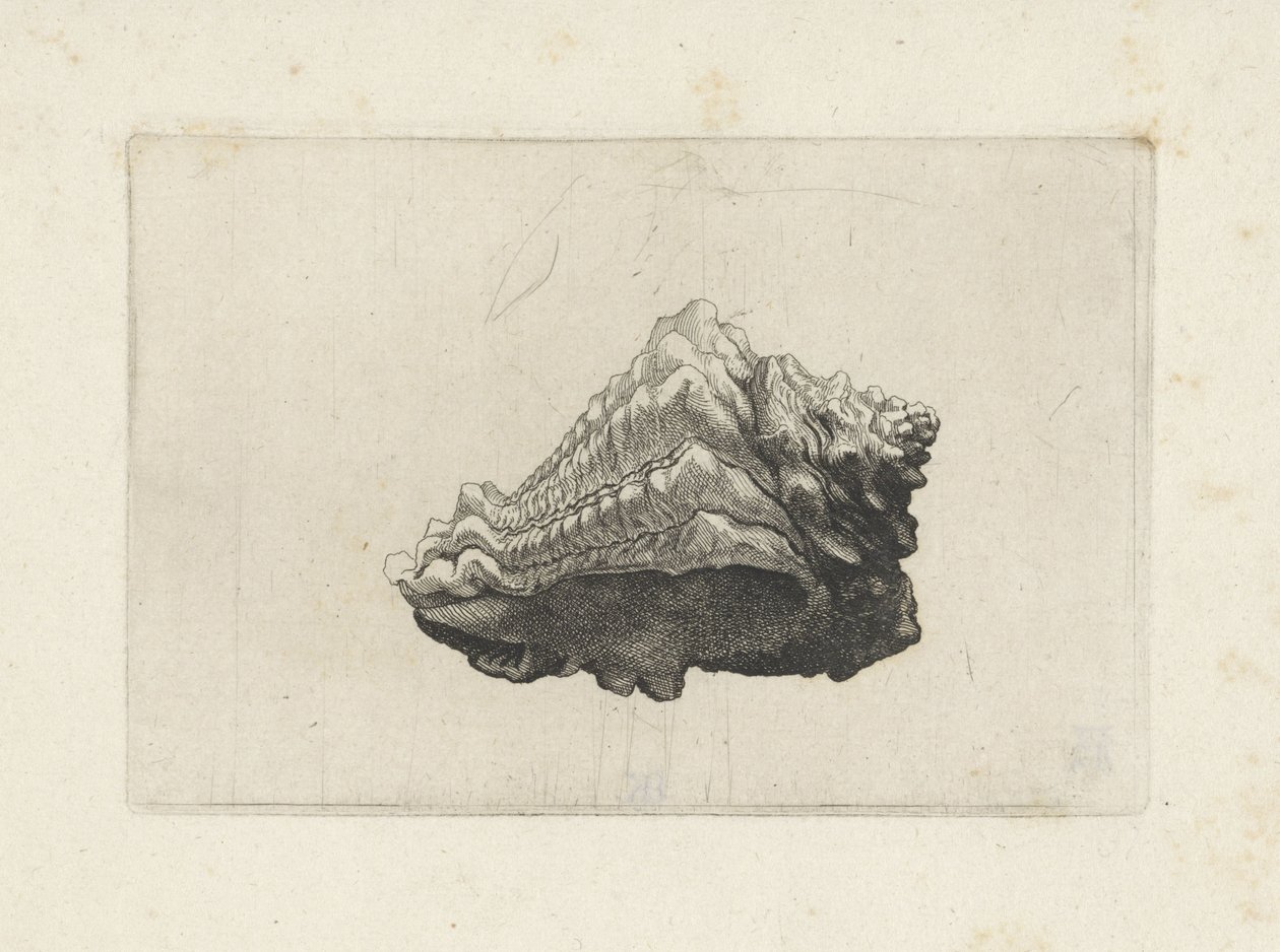 Kuori, vasum muricatum syntynyt Shells (sarjan nimi) tekijältä Wenceslaus Hollar