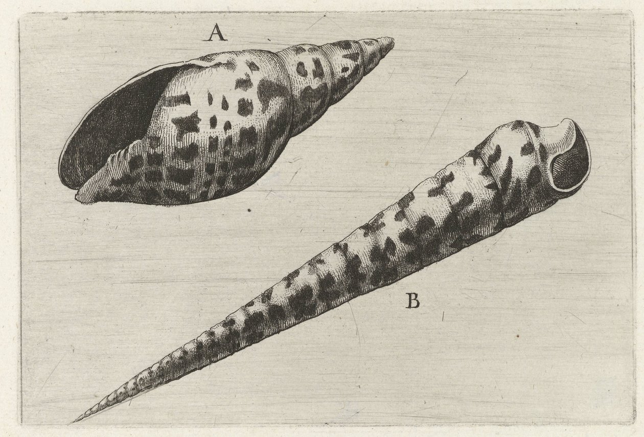 Schelpen, miter cardinalis (A) in terebra subulata (B) Schelpen (sarjan nimi) tekijältä Wenceslaus Hollar