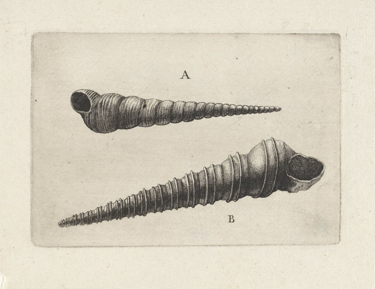 Simpukat, turritella terebra (A) ja turritella duplicata (B) Shells (sarjan nimi) tekijältä Wenceslaus Hollar