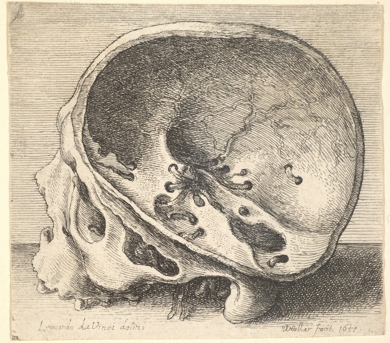 Leikattu kallo profiilissa vasemmalla, kallon vasen puoli poistettu, 1651. tekijältä Wenceslaus Hollar