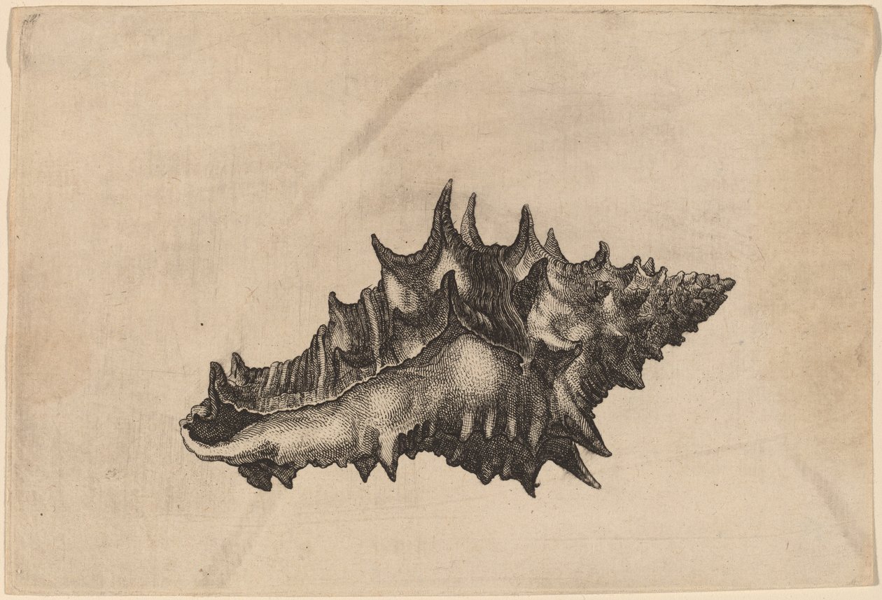 Kuori (Vasum ceramicum) tekijältä Wenceslaus Hollar