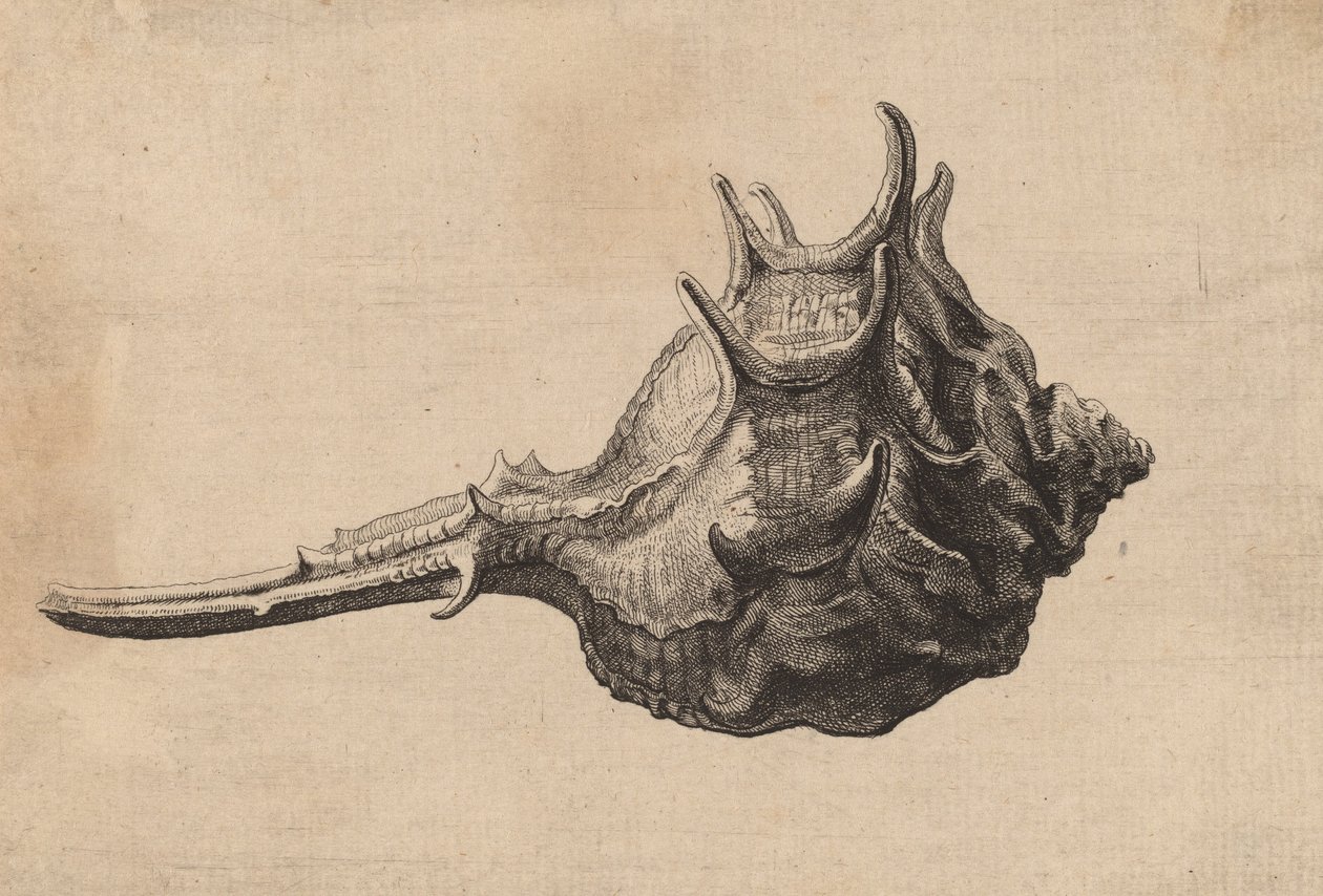 Shell Murex brandaris, c. 1645. tekijältä Wenceslaus Hollar