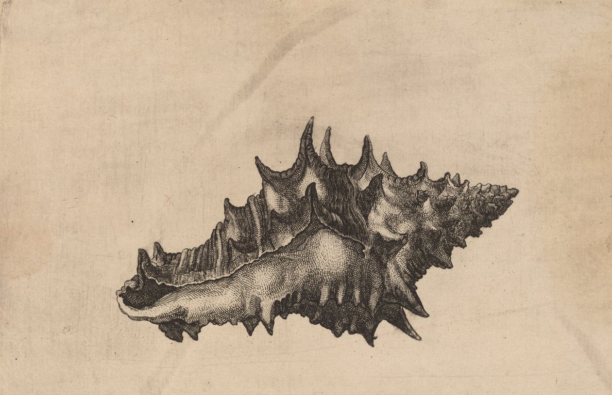 Shell Vasum ceramicum, n. 1645. tekijältä Wenceslaus Hollar
