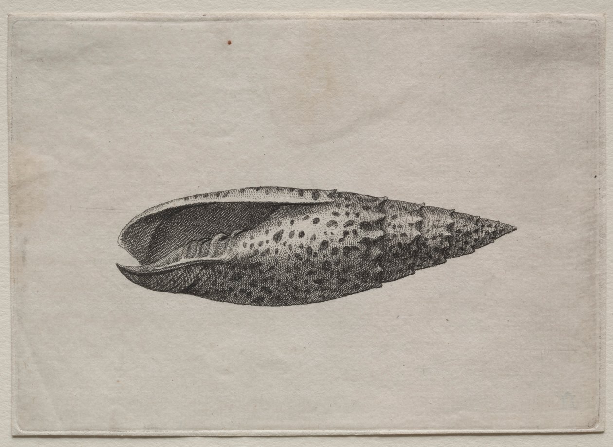 Kuoret: Mitra Polishes, c. 40-luku. tekijältä Wenceslaus Hollar