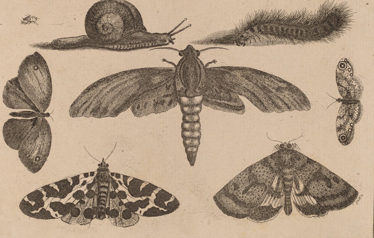 Kuusi hyönteistä, toukka ja etana. tekijältä Wenceslaus Hollar