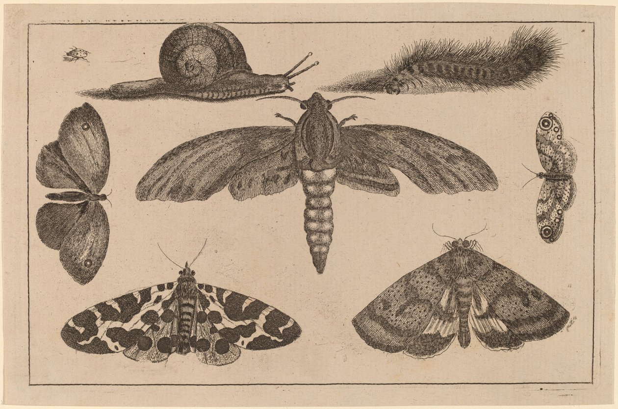 Kuusi hyönteistä, toukka ja etana tekijältä Wenceslaus Hollar