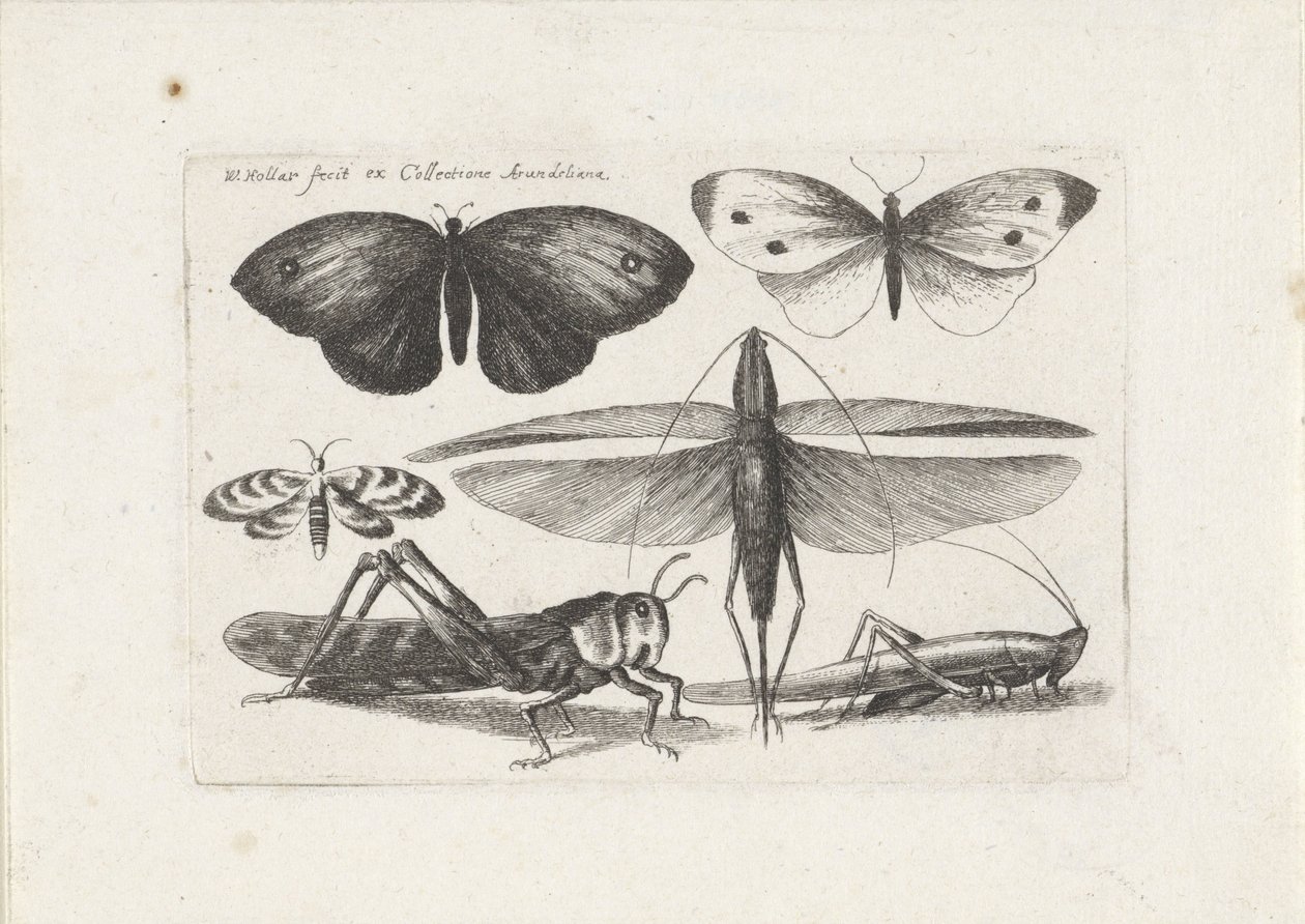 Heinäsirkat ja perhoset Hyönteiset (sarjan nimi) Muscarum Scarabeorum (sarjan nimi) tekijältä Wenceslaus Hollar
