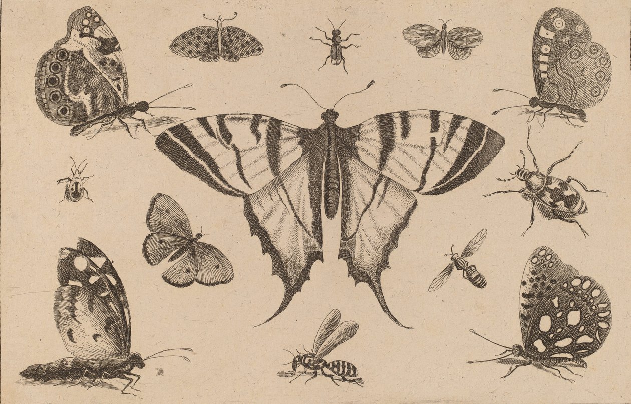 Swallow-tailed perhonen ja kaksitoista muuta hyönteistä. tekijältä Wenceslaus Hollar