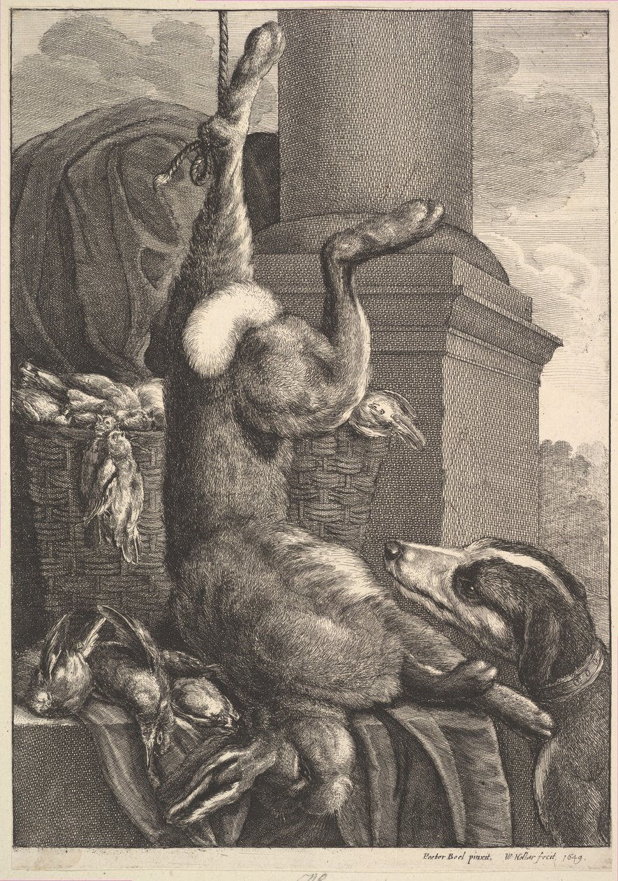 Kuollut jänis, 1649. tekijältä Wenceslaus Hollar