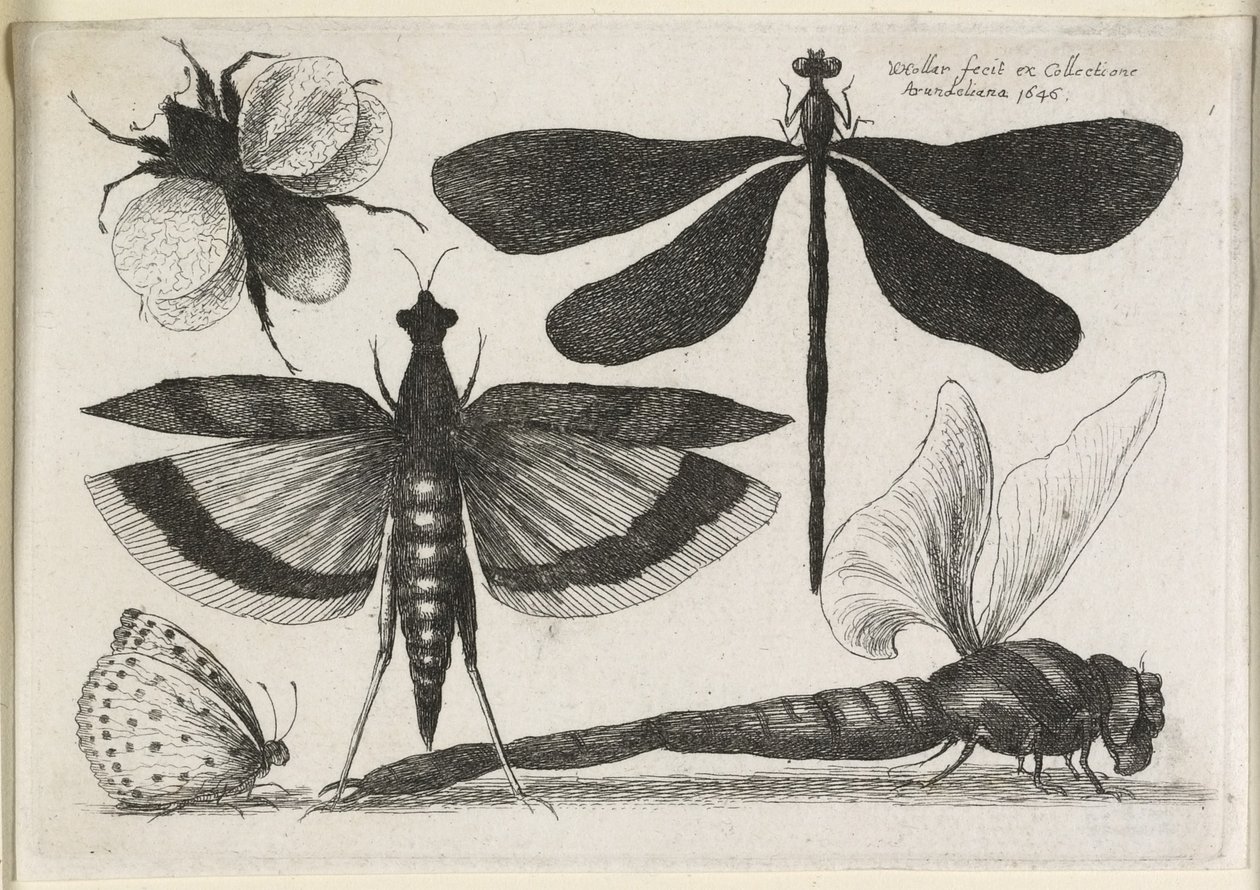 Perhoset, yksi kahdestatoista, 1646 tekijältä Wenceslaus Hollar